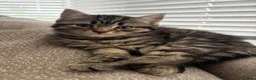 Mixed Breed cats for sale: Ready now for their new forever homes - Advert 5