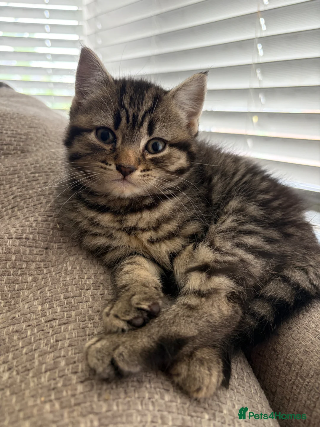 Mixed Breed cats for sale: Ready now for their new forever homes - Advert 5
