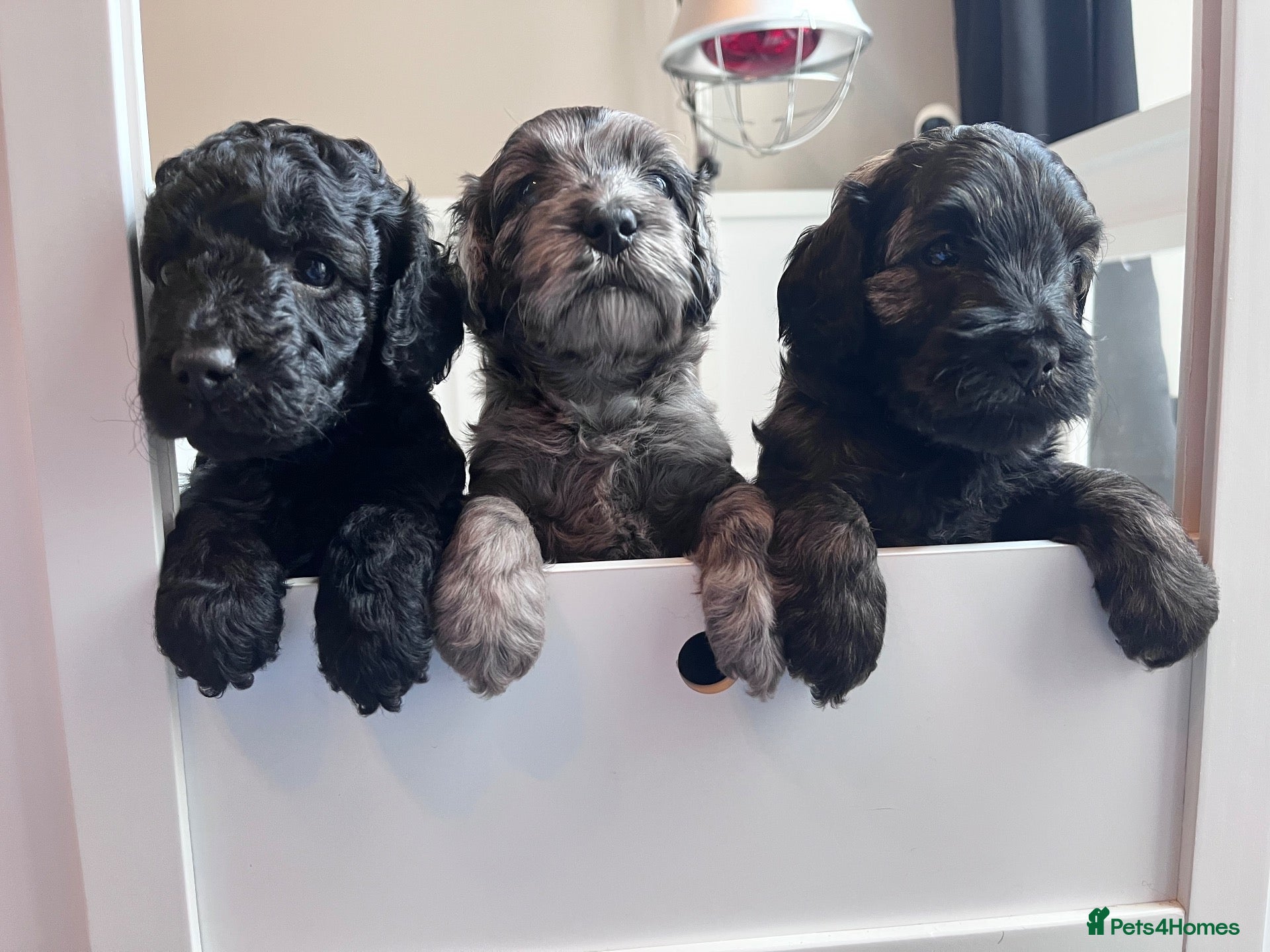 Cockapoo dogs STUNNING TOY COCKAPOOS  - Advert 1