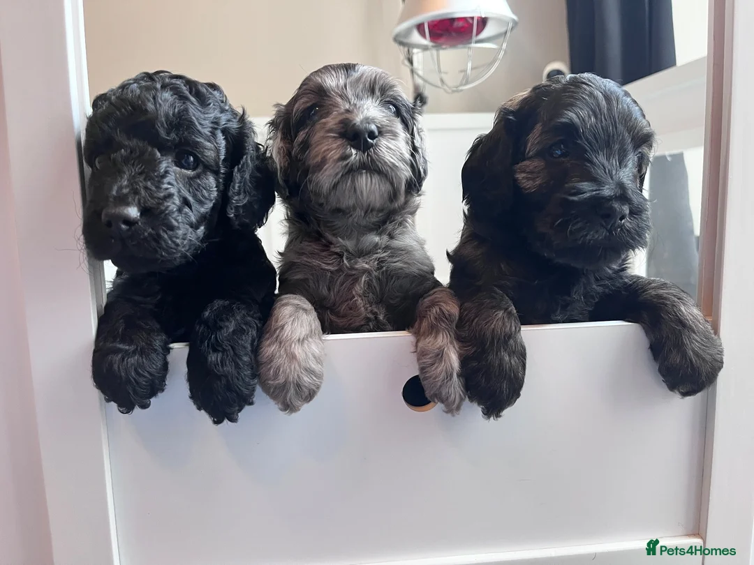 Cockapoo dogs for sale: STUNNING TOY COCKAPOOS  in Withernsea - Advert 1