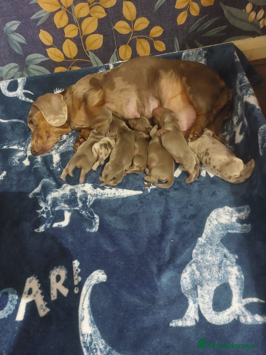 Miniature Dachshund dogs for sale: Beautiful Mini Dachshund puppies  - Advert 2