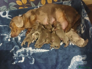 Miniature Dachshund dogs Beautiful Mini Dachshund puppies - Advert 5