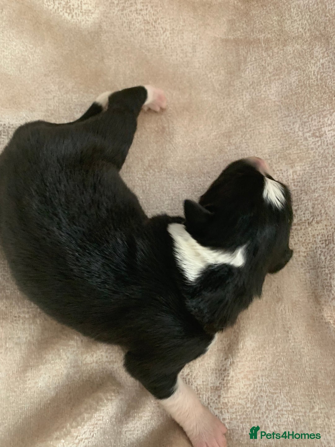 Border Collie dogs for sale: Pure Border Collie pups  - Advert 15