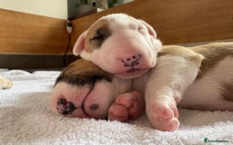 English Bull Terrier dogs for sale: English Bull Terrier Puppy Two Handsome Boys - Image 1