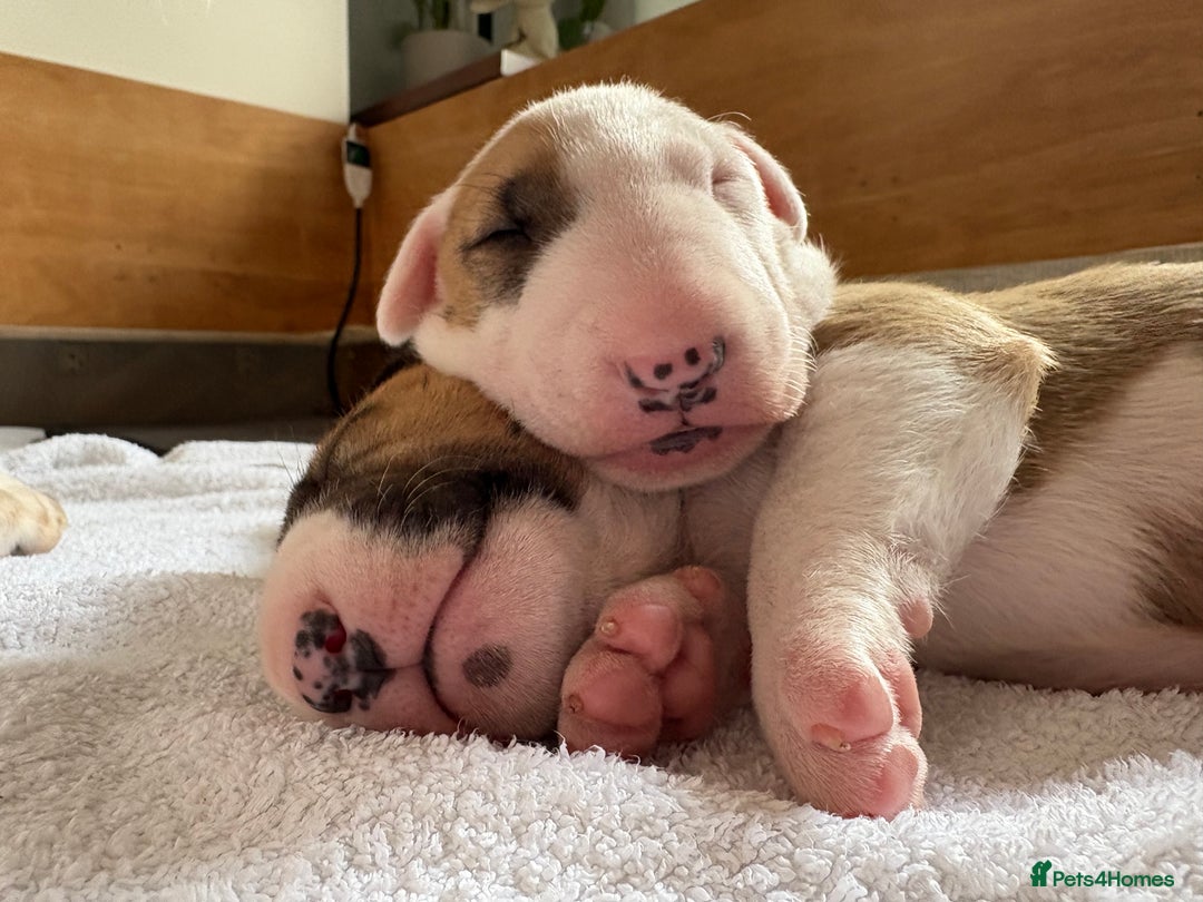 English Bull Terrier dogs for sale: English Bull Terrier Puppy Two Handsome Boys - Image 1