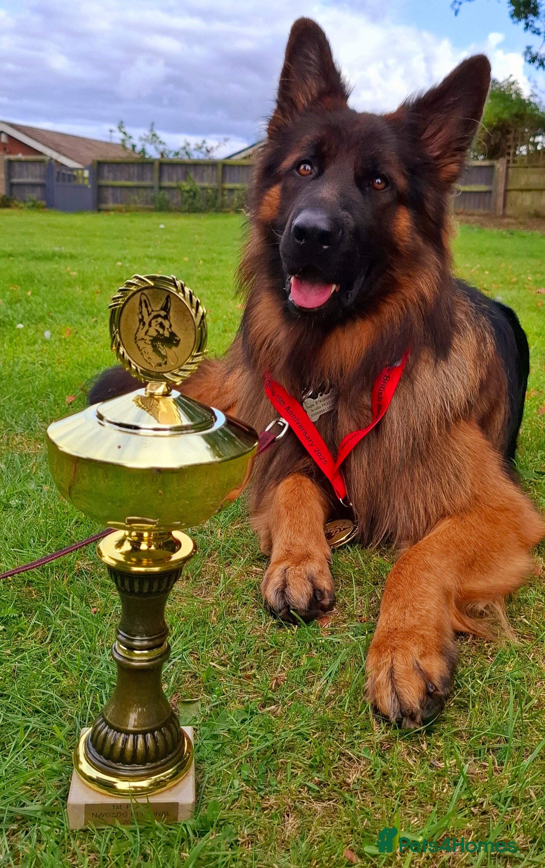 German Shepherd dogs Long Haired German shepherd  - Advert 17