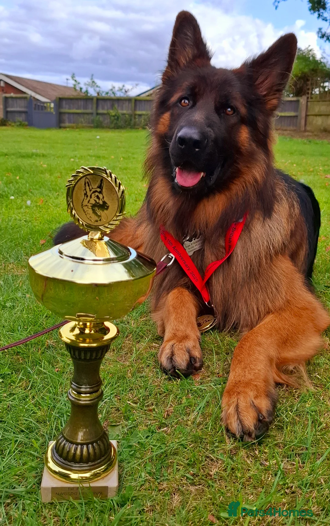 German Shepherd dogs for stud: Long Haired German shepherd  - Advert 1