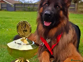 German Shepherd dogs Long Haired German shepherd - Advert 17