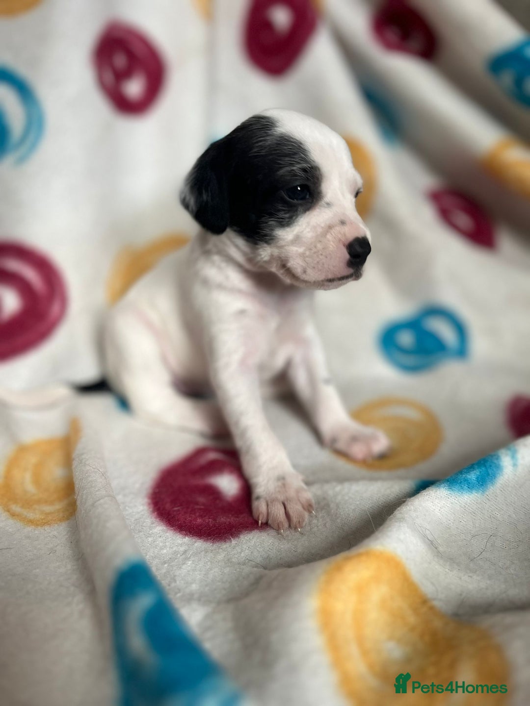 English Setter dogs for adoption: Setter x Pups (Rina's Puppies) - Image 24