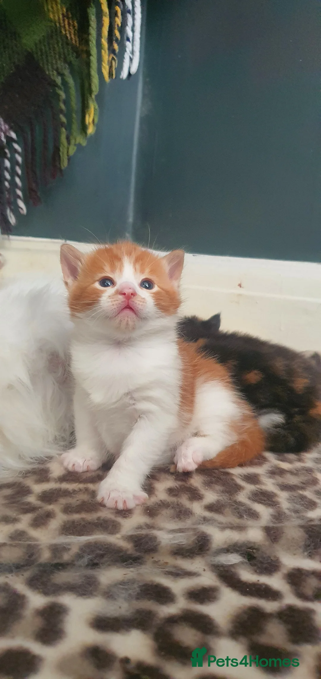 Persian cats for sale: Gorgeous rare colour Persian babies  - Advert 9