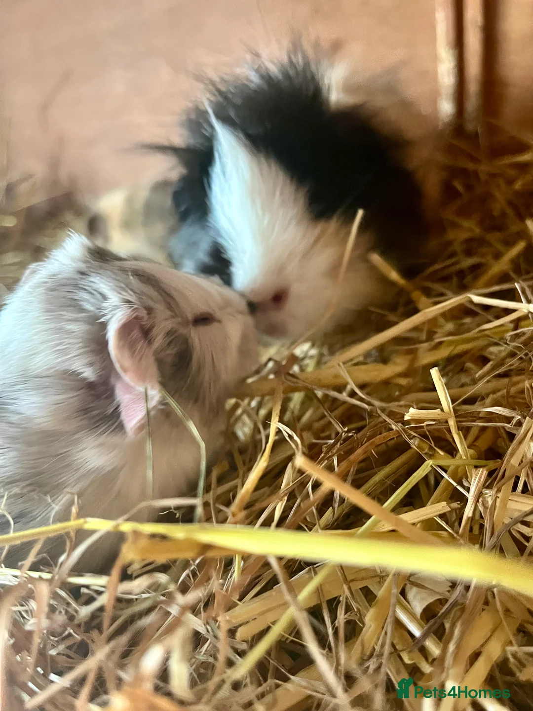 Guinea Pig rodents for sale: Guinea pig babies and young adults available  - Advert 6