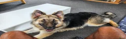 German Shepherd dogs for sale: 8 months old long haired German Shepherd  in Hereford - Advert 7