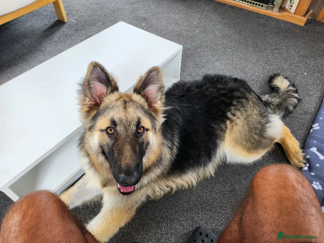 German Shepherd dogs for sale: 8 months old long haired German Shepherd  in Hereford - Advert 7