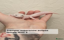 Leopard Gecko reptiles for sale: Leopard geckos babies various morphs  - Image 4