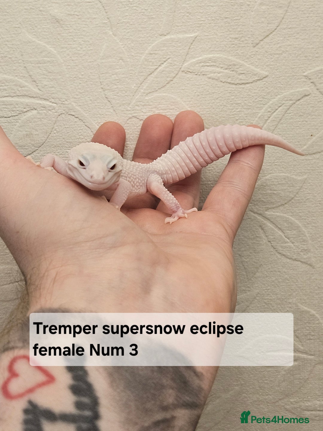 Leopard Gecko reptiles for sale: Leopard geckos babies various morphs  - Image 4