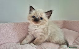 Ragdoll cats for sale: Ragdoll Kittens - Image 9