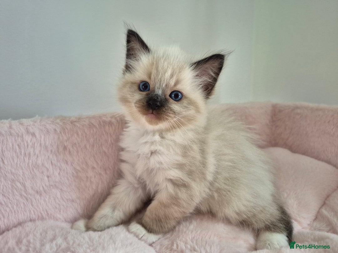 Ragdoll cats for sale: Ragdoll Kittens - Image 9