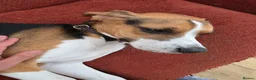Beagle dogs for sale: Lupin - Beautiful tri-colour Beagle - Advert 3