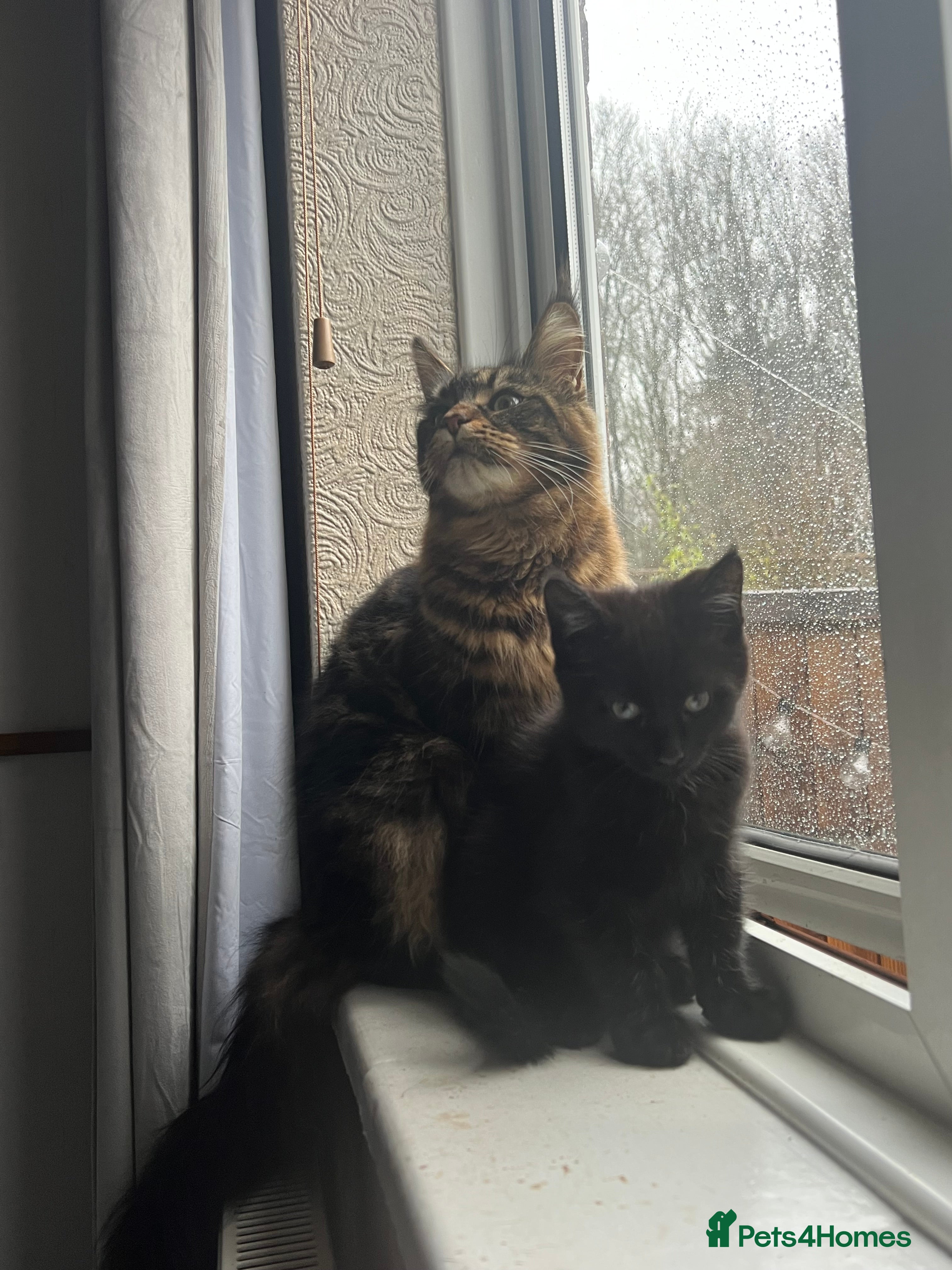 Mixed Breed cats One boy 12 weeks old - Advert 1