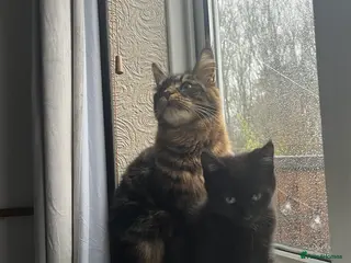 Mixed Breed cats One boy 12 weeks old - Advert 1