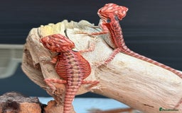 Bearded Dragon reptiles for sale: Red Monster x Spanish Red baby Bearded Dragons - Image 2