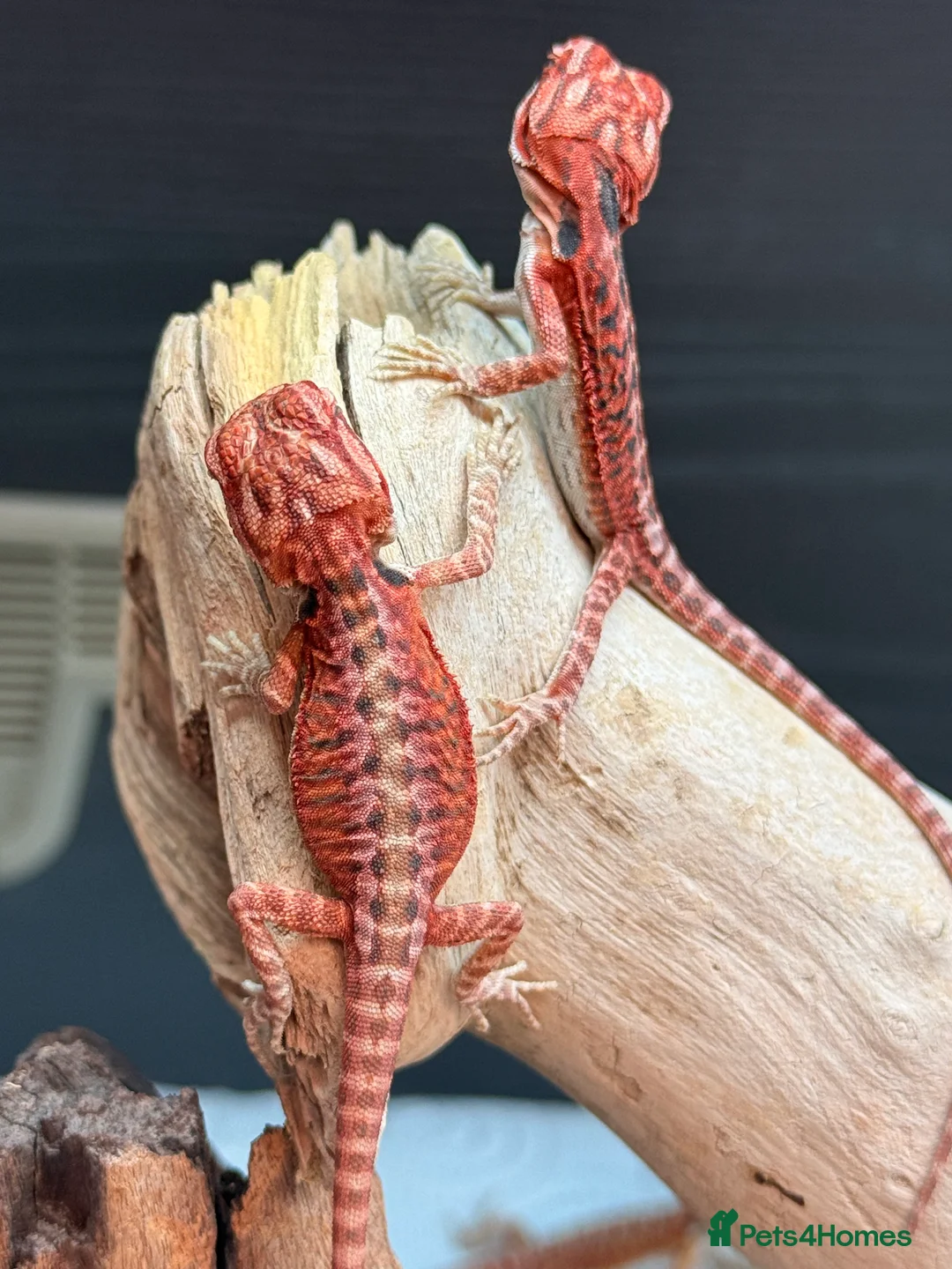Bearded Dragon reptiles for sale: Red Monster x Spanish Red baby Bearded Dragons - Advert 2
