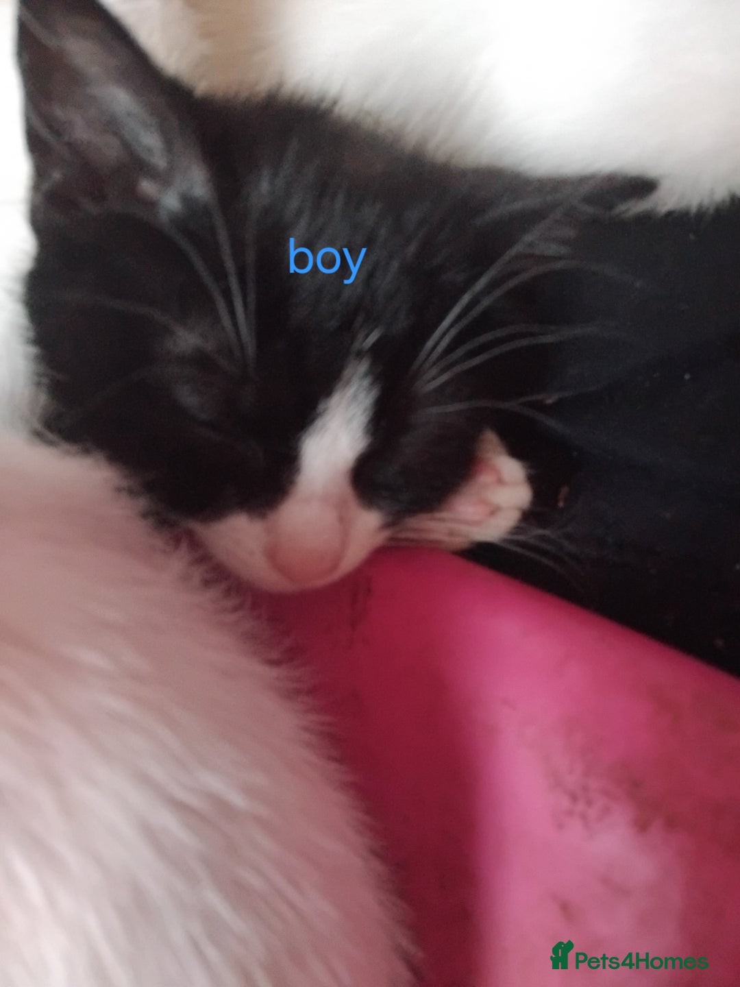 Mixed Breed cats for sale: Black and white kittens  - Advert 5