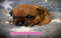 Staffordshire Bull Terrier dogs for sale: Outstanding Vangerbull Red SBT litter!  - Image 4