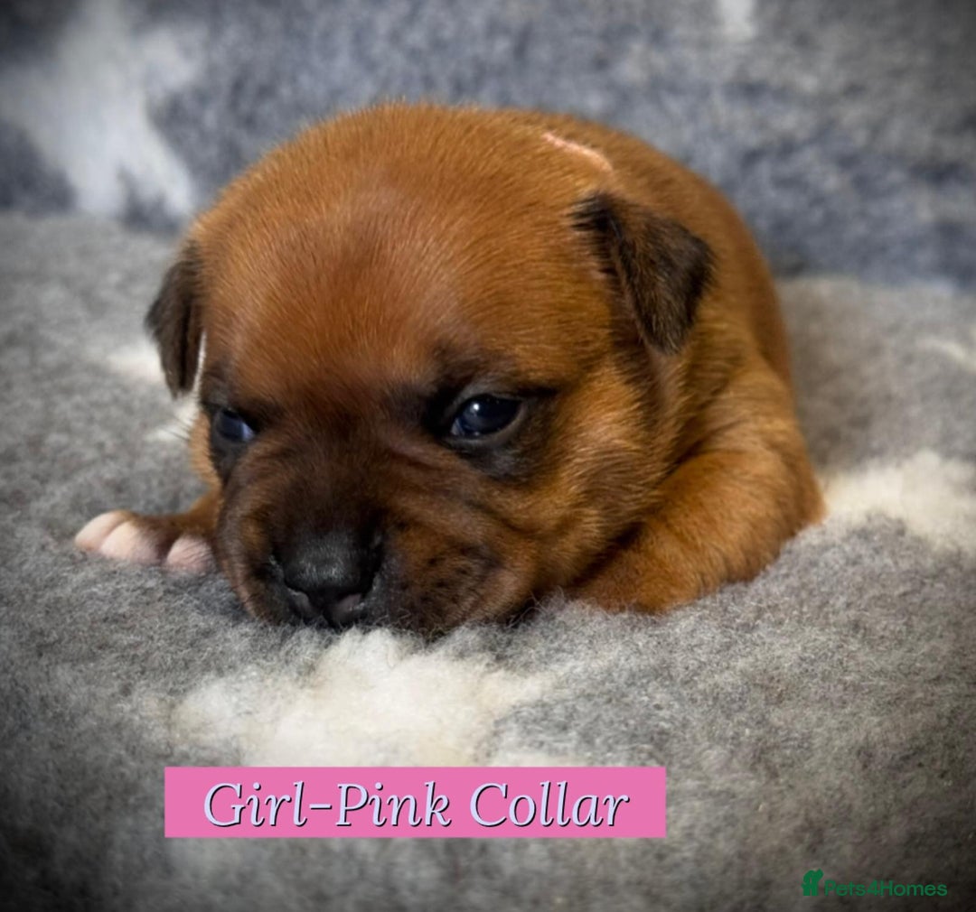 Staffordshire Bull Terrier dogs for sale: Outstanding Vangerbull Red SBT litter!  - Image 4
