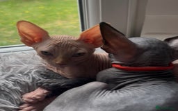 Sphynx cats for sale: Luna - August ready kitty’s in need of loving homes - Image 10