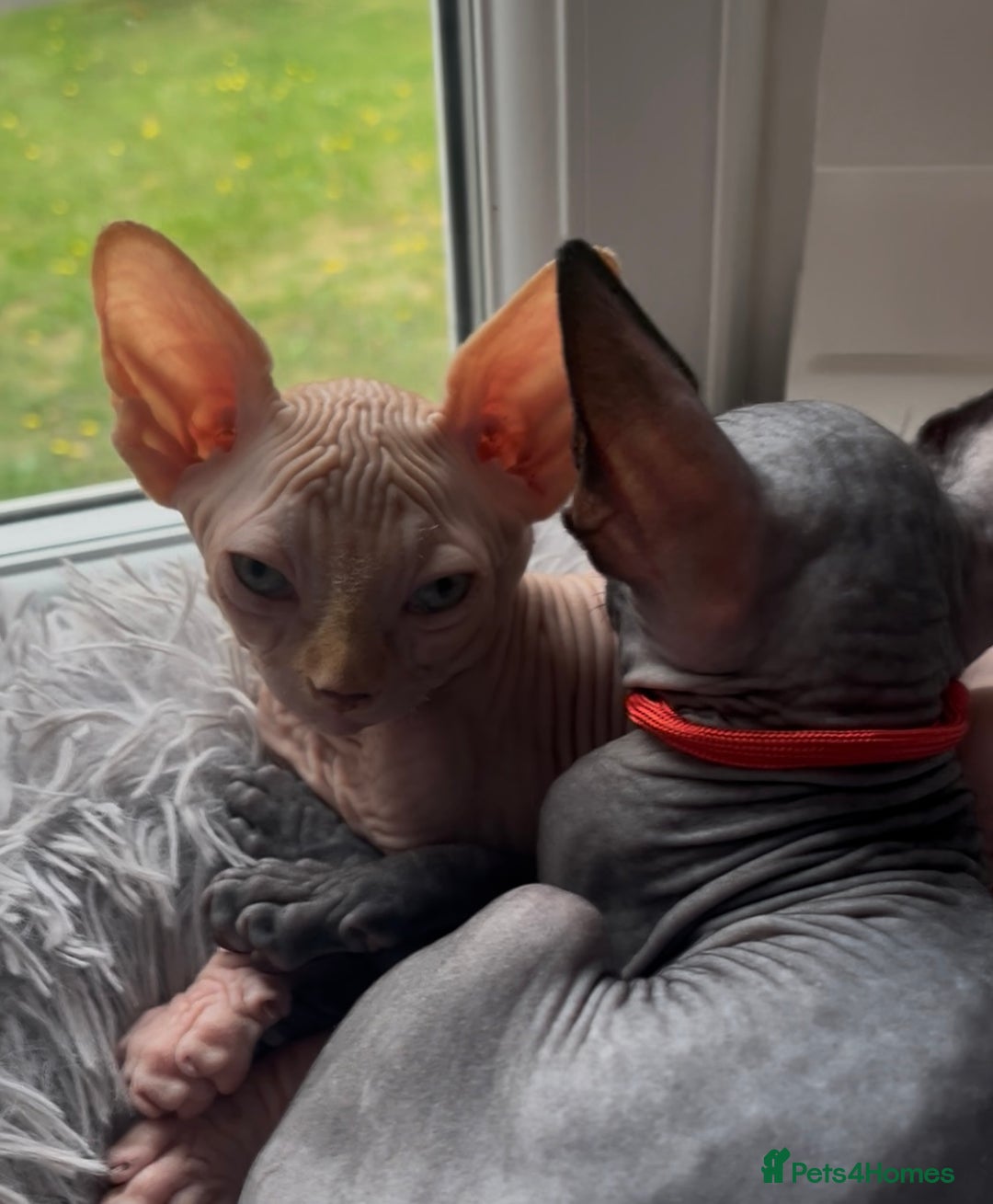 Sphynx cats for sale: Luna - August ready kitty’s in need of loving homes - Image 10