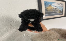Toy Poodle dogs for sale: KC toy poodle puppies - Image 6