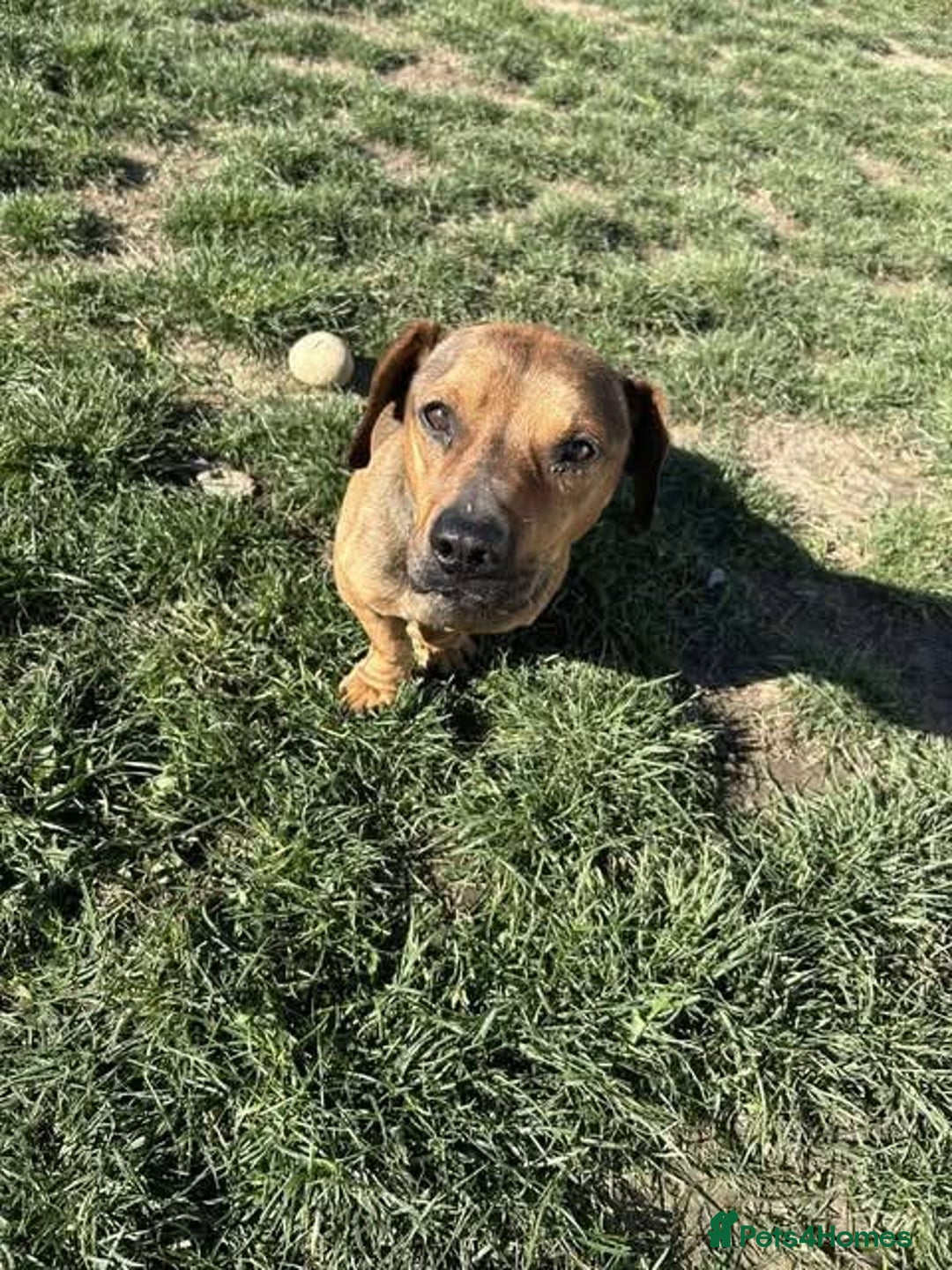 Mixed Breed dogs for adoption: Rescue boy Noodle is looking for his forever home - Advert 19