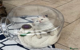 British Shorthair cats for sale: British Shorthair golden and silver - Image 17