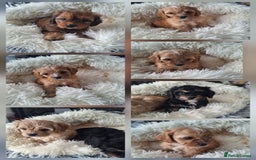 Cavapoo dogs for sale: CAVAPOO PUPPIES - Image 1