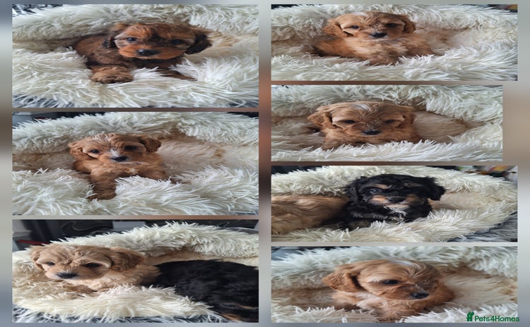 Cavapoo dogs - Advert 8