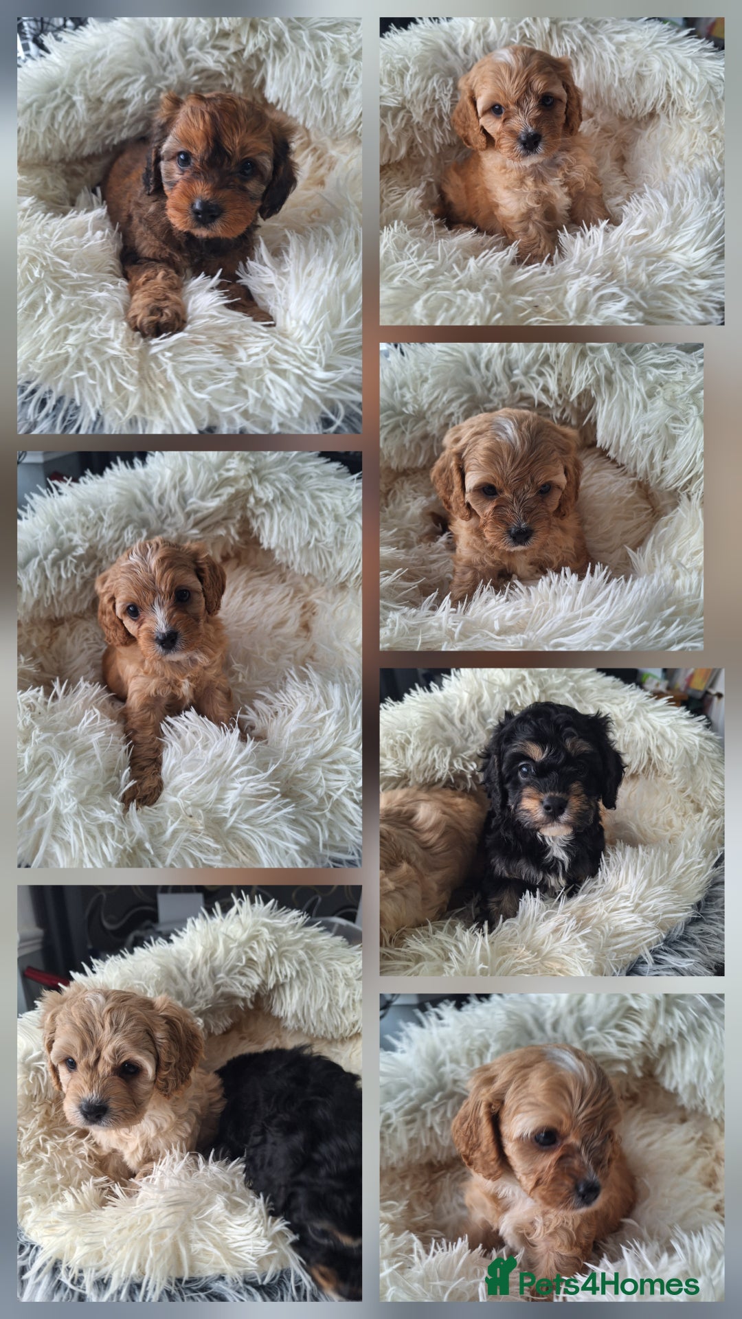 Cavapoo dogs for sale: CAVAPOO PUPPIES - Image 1