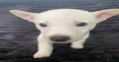 Mixed Breed dogs - Advert 12