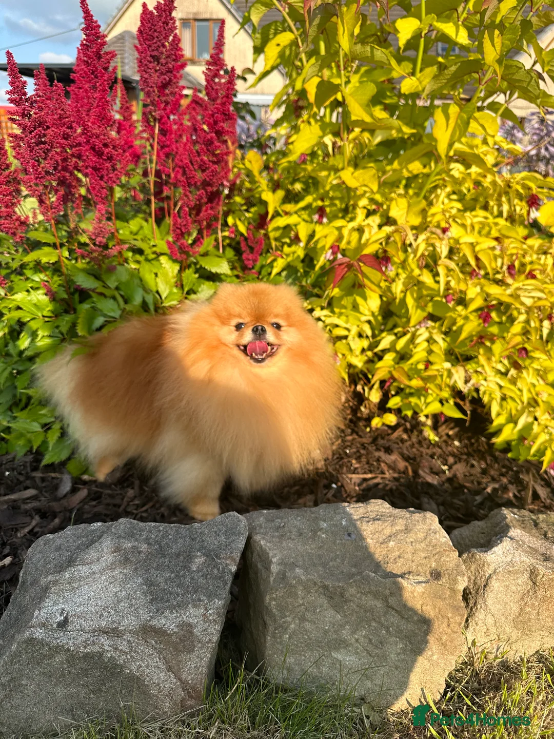 Pomeranian dogs for stud: Absolutely stunning tiny orange sable stud boy in Lanark - Advert 5