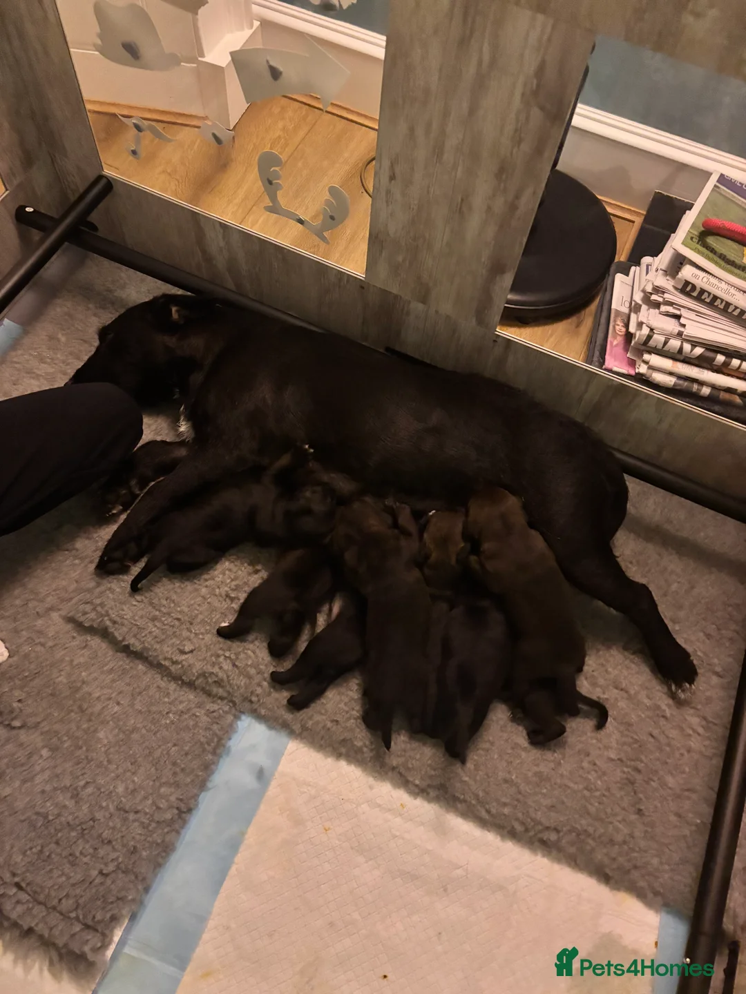 Patterdale Terrier dogs for sale: Patterdale puppies ready to go - Advert 12
