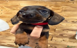 Miniature Dachshund dogs for sale: Beautiful bunch of girls /boy 🩷✨ Kc mini pups   - Image 17