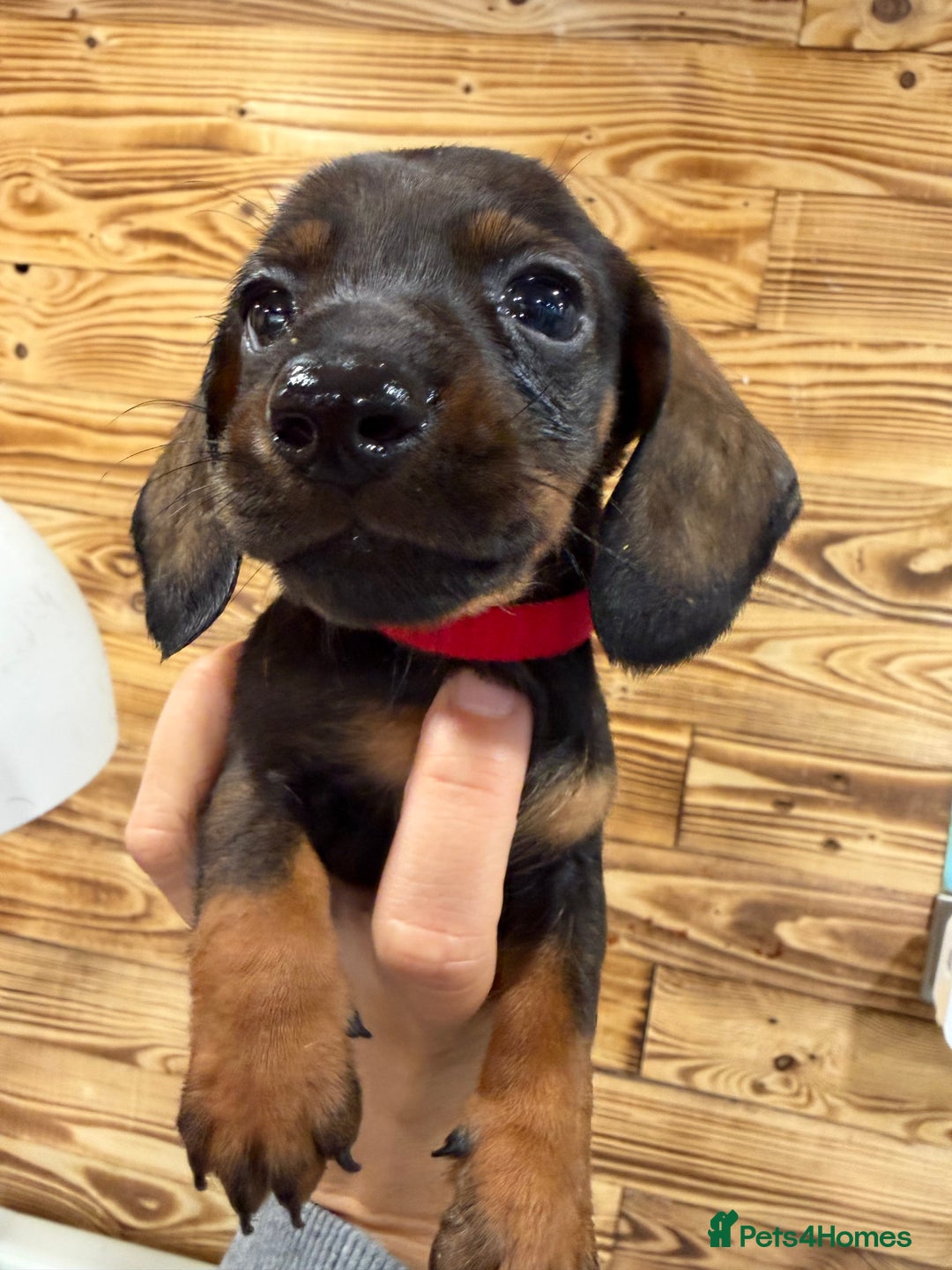 Miniature Dachshund dogs for sale: Beautiful bunch of girls /boy 🩷✨ Kc mini pups   - Image 17