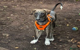 Lurcher dogs for adoption: Norman, young lurcher in rescue - Image 2