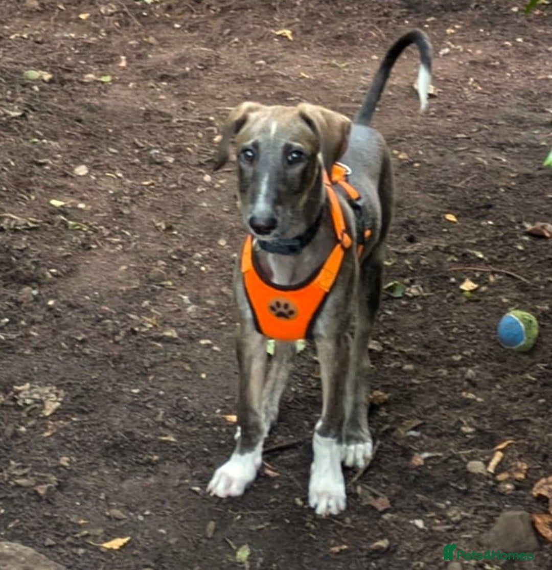 Lurcher dogs for adoption: Norman, young lurcher in rescue - Image 2