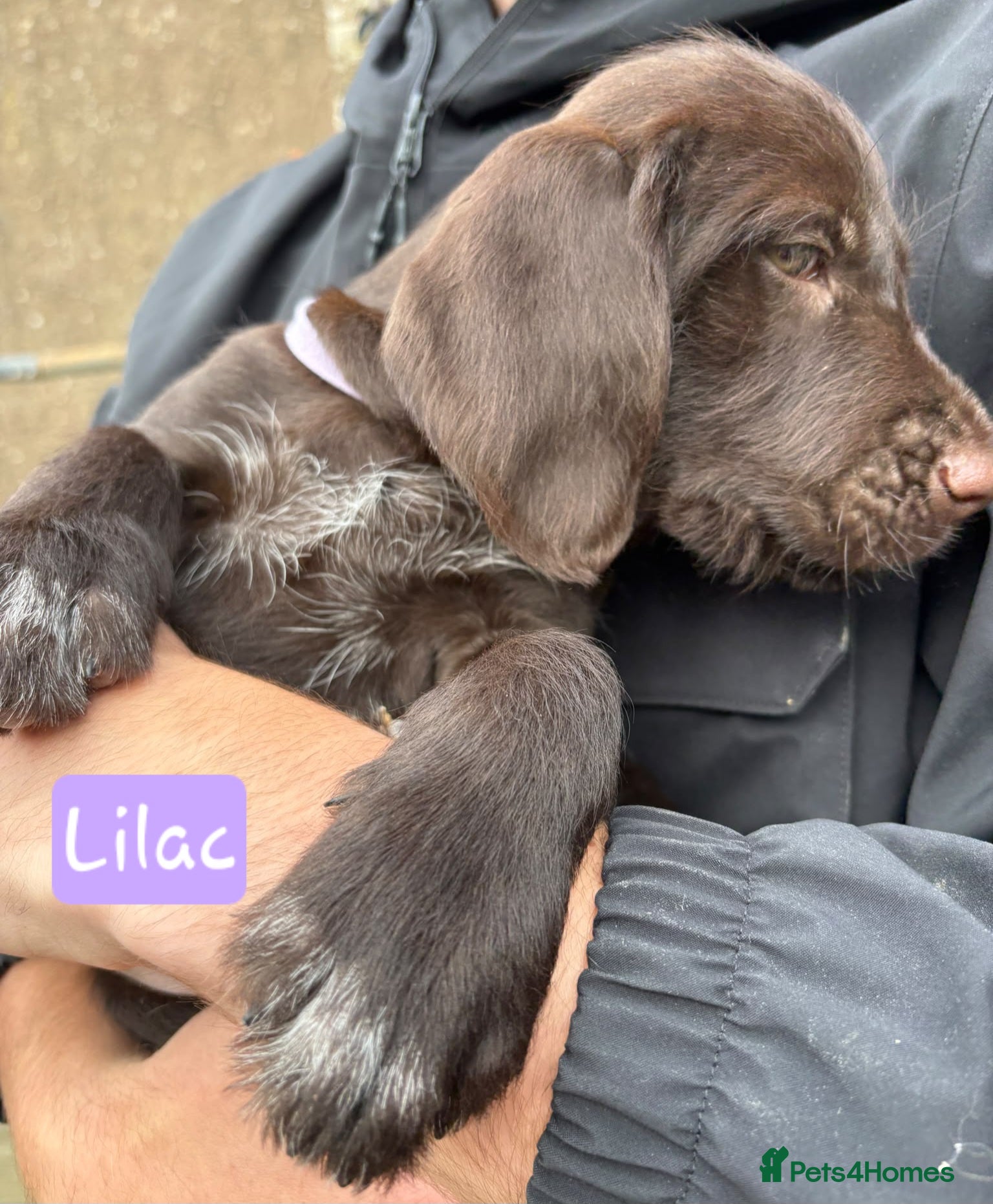 Mixed Breed dogs GWP x Labs - Advert 2