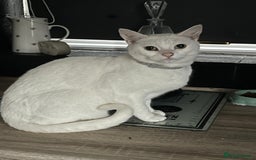Mixed Breed cats for sale: Stunning white khao manee / British long hair  - Image 1