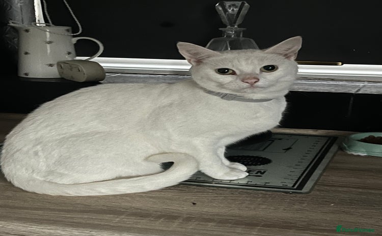 Mixed Breed cats - Advert 1