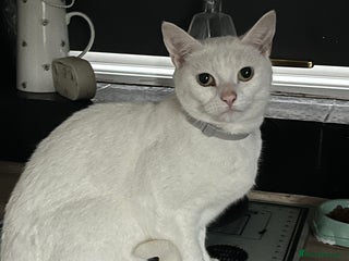 Mixed Breed cats - Advert 25