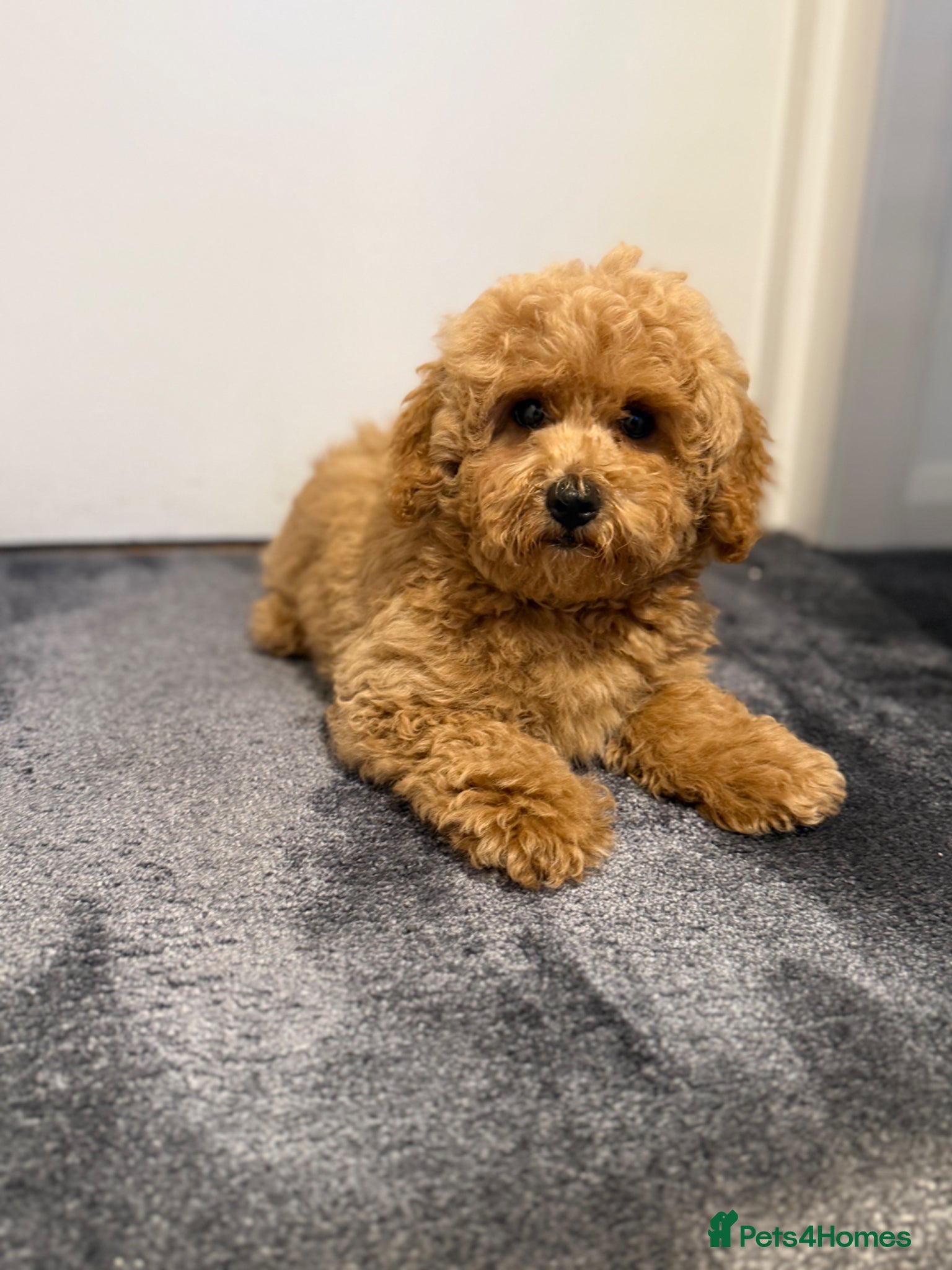 Maltipoo dogs for sale: Beautiful Red Maltipoo puppies for sale  - Advert 11