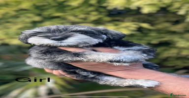 Miniature Schnauzer dogs - Advert 7